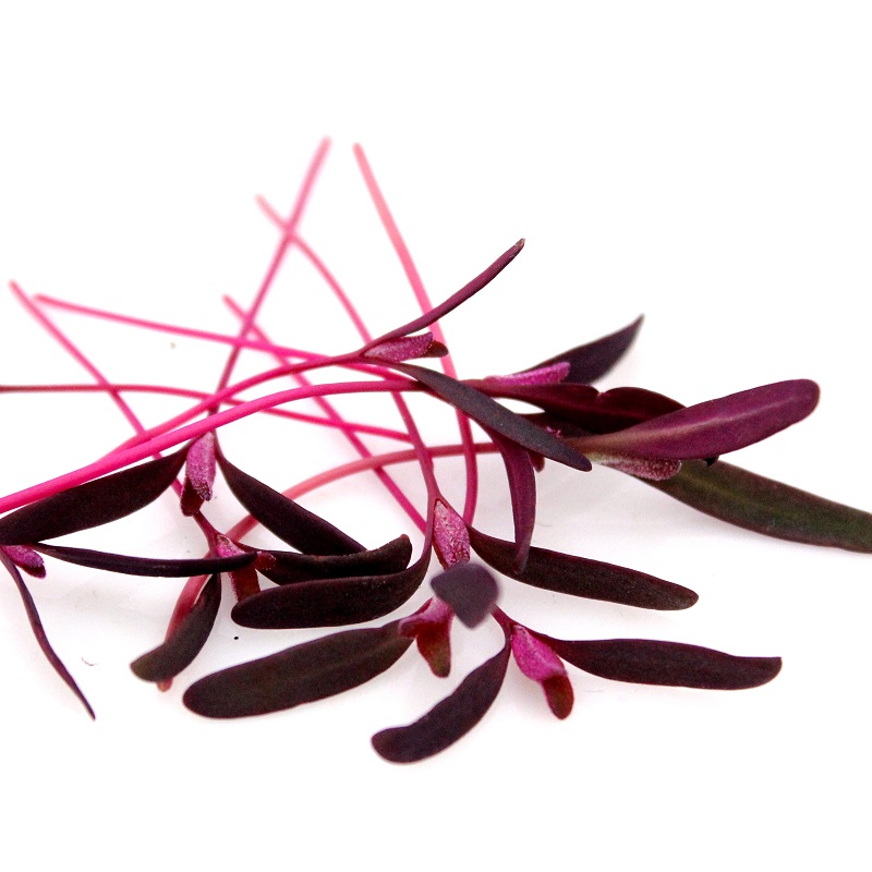 Loboda červená, Orach red Atriplex Hortensis 10 g